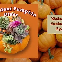 Succulent Pumpkin Workshop