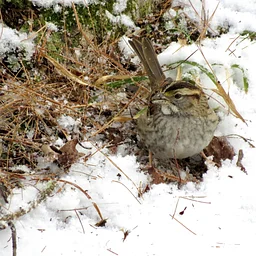 The Several Sparrows of Duke Farms
