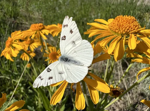 GRVP Wildflower Hike II