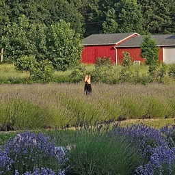 New Moon at Shades of Lavender Farm with Kalamazoo Backyard Yogis