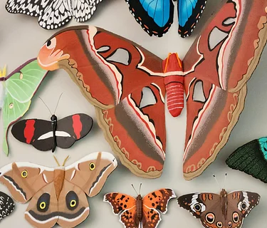 Larger Than Life: Moths and Butterflies of the World