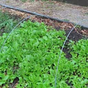 Outdoor Adventures – Growing in the Garden