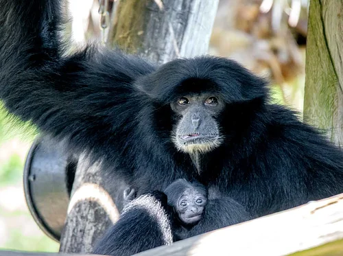 Conservation Connections: International Primate Day 2026