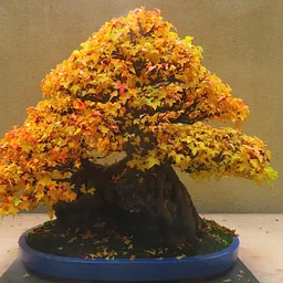 CREATING BONSAI