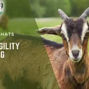 Goat Agility Training