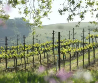 Vineyard Vinyasa - Solstice Threshold