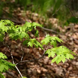 Learning for Land Keepers; Tackling Four-Seasons of Invasive Plants Series - Fall Session: Nonessential Natives