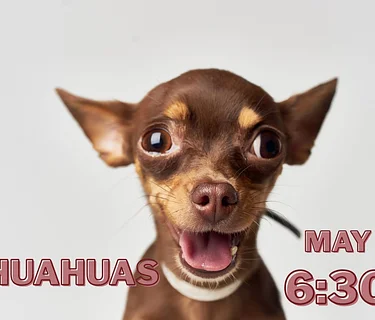 Chihuahua Meet Up