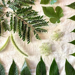 Natural Dyeing: Eco-Printing with Fall Leaves w/ Kelly Lane