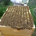 Beekeeping 101