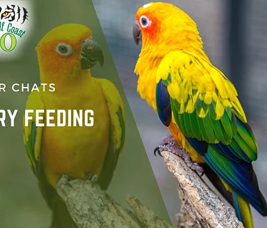 Aviary Feeding Chat