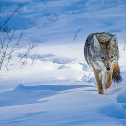 Winter Wildlife Tracking 101