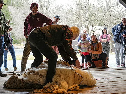 Sheep & Goat Shearing