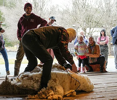 Sheep & Goat Shearing