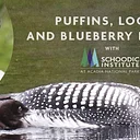 Puffins, Loons, and Blueberry Barrens with Schoodic Institute