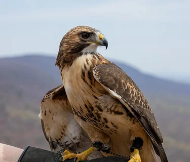 Live Birds of Prey Demo @ Thorn Alley Stage at GoggleWorks