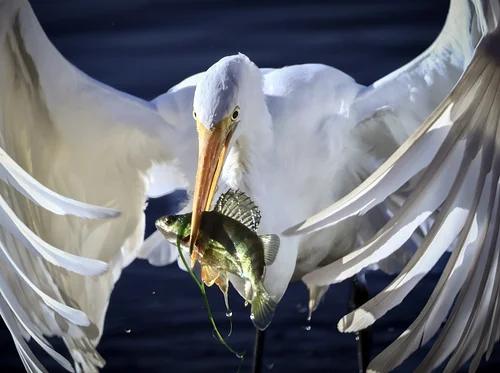 George Masa Foundation 2026 Youth Conservation Photography Prize Exhibition