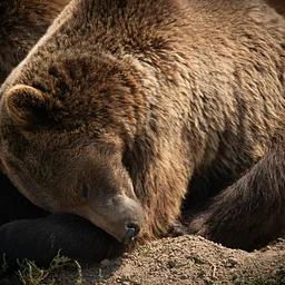 Oaks and Acorns: Animal Hibernation