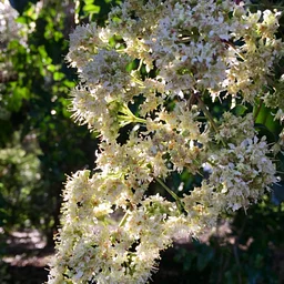 Guided Garden Tour – September 5, 2026