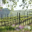 Vineyard Vinyasa - Plant the Seed