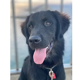 Read to a Therapy Dog!