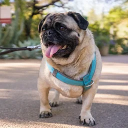 Dog Days of Summer
