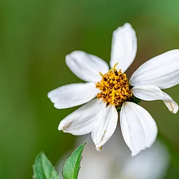 Tot Trot: Flowers