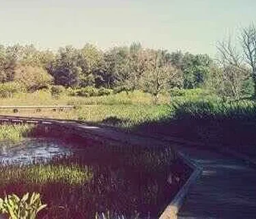 50+ Walking Series with AARP: Wetland Wonders at Wingfield Pines