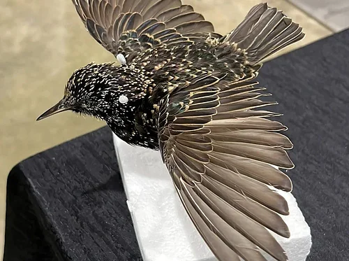 Starling Taxidermy Class