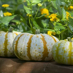 Pumpkins & Petals Workshop