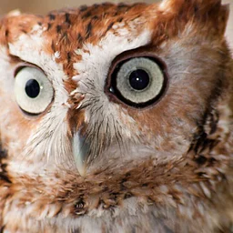 Owl-o-ween