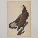 John James Audubon: Entrepreneur, Naturalist, Patriot, Fraud
