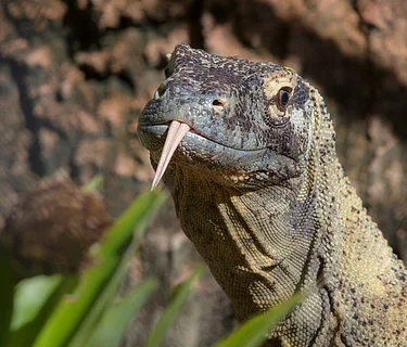 Conservation Connections: Reptile Awareness Day 2026