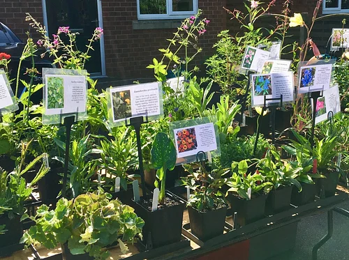 May 16th – Master Gardener Plant Sale