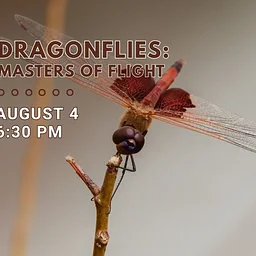 Dragonflies: Masters of Flight