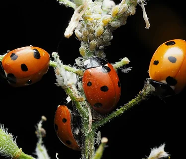 Beneficial Bugs and Garden Pests