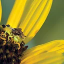 Summer Film Series: Learning to See: The World of Insects