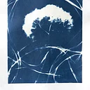 Cyanotypes on Handmade Paper