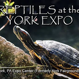 Reptiles at the York Expo