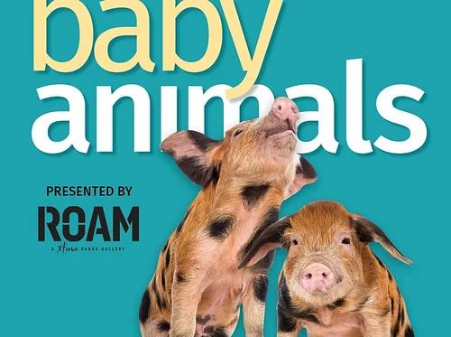 Baby Animals: April 18th-May 10th