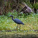 Early Morning Bird Walk – Carr-Richardson Park
