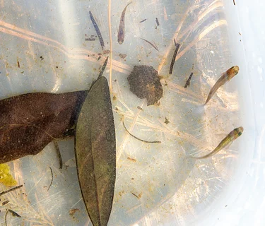 Tot Trot: Fishes, Free Day