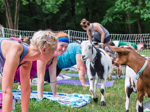 Goat Yoga