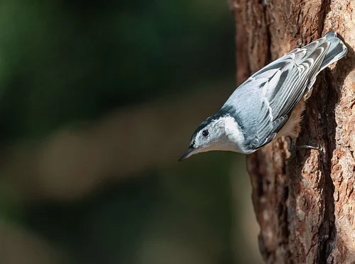 Birding by Van (Marshfield)