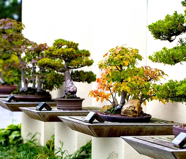 The Art of Bonsai