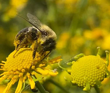 Gardening for Pollinators and Wildlife