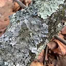 Trail Tour in Hays Woods Park – Lichens and Air Quality