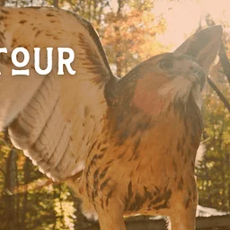 Raptor Tour
