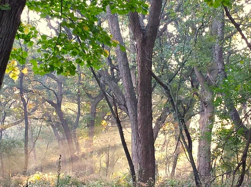 Nature Wellness Walk