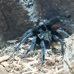 8-Legged Art Drop-in